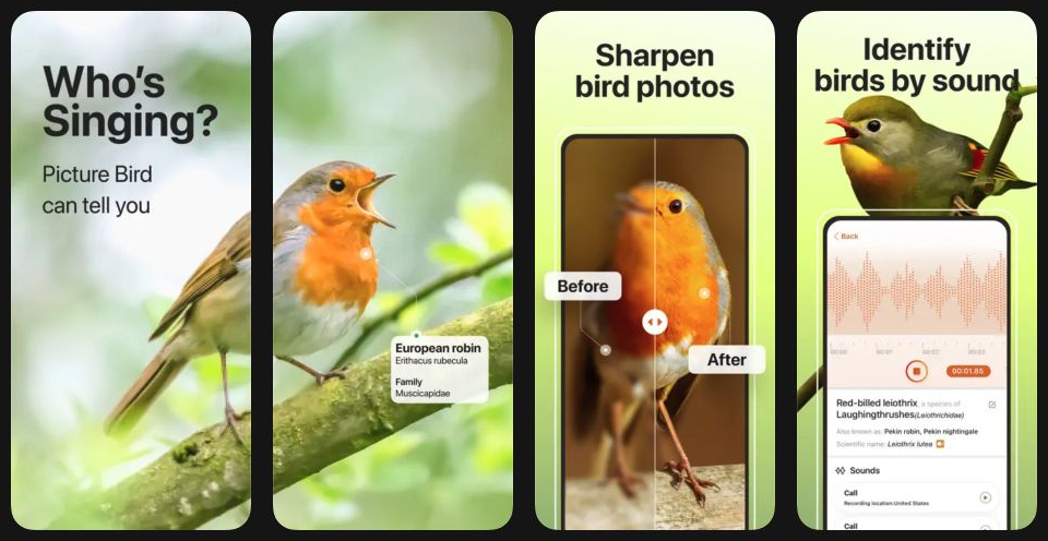Picture Bird app screenshots showing bird information and identification from a recording